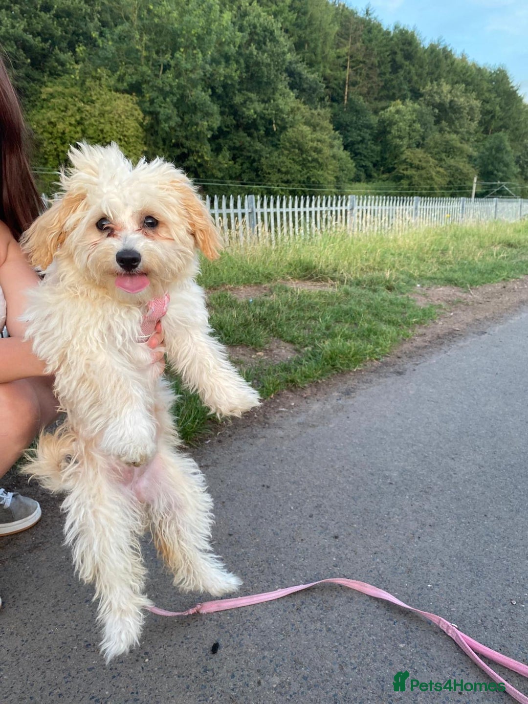 Maltipoo dogs for sale: Maltipoo - Image 3