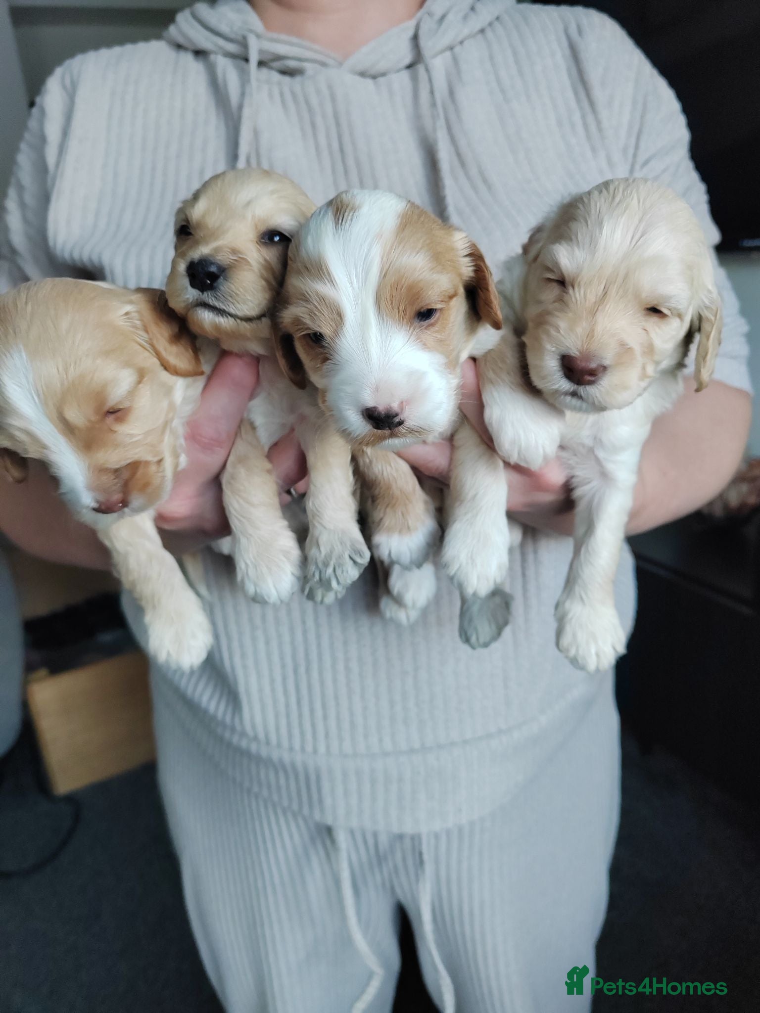 Cockapoo dogs Cockapoo puppies Doncaster - Advert 15