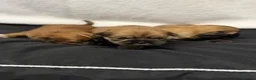 Shih Tzu dogs for sale: Shihtzu babies - Advert 4