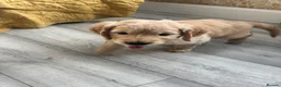 Golden Retriever dogs for sale: KC registered golden retriever puppies - Advert 12