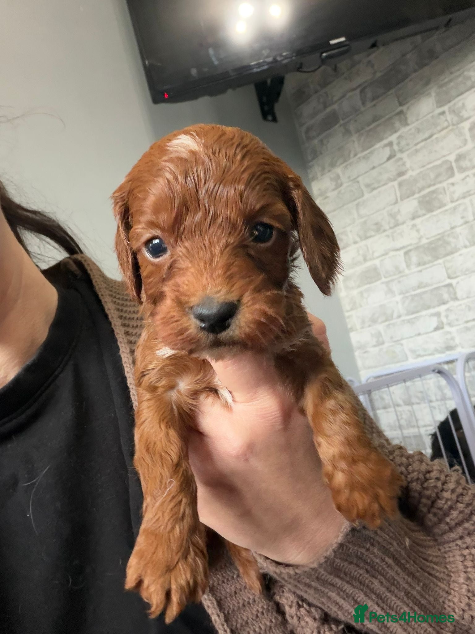 Cockapoo dogs Kc dna health clear parents champion bloodline  - Advert 5