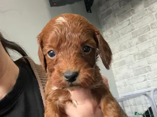 Cockapoo dogs ❤️🥰Kc,dna health clear parent champion bloodline - Advert 16