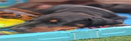 Dobermann dogs for sale: Ready to leave, 8 week old Pedigree Doberman Pup - Advert 17
