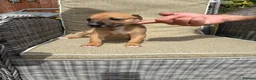 Lurcher dogs for sale: Fabulous lurcher pups  - Advert 27