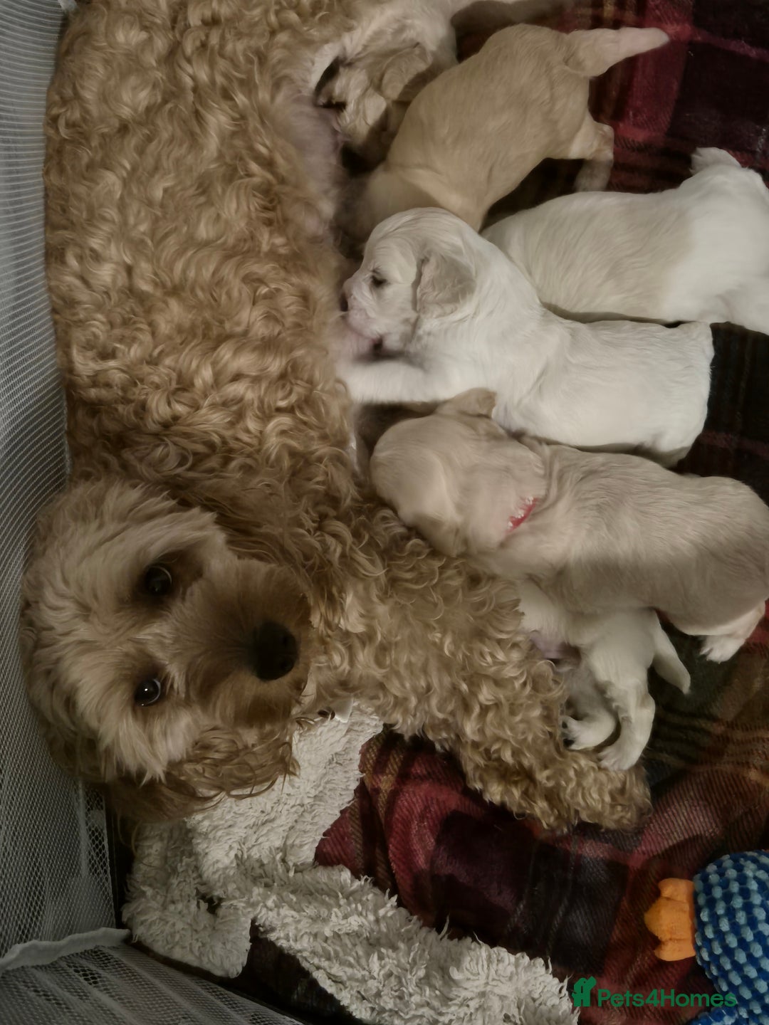 Mixed Breed dogs for sale: F1 Cockapoo and Maltipoo hybrid - Image 3