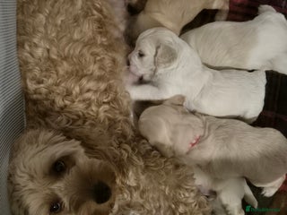 Mixed Breed dogs - Advert 21