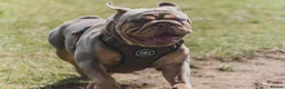 English Bulldog dogs for stud: ⭐️Proven English Bulldog available for stud⭐️ in Solihull - Advert 8