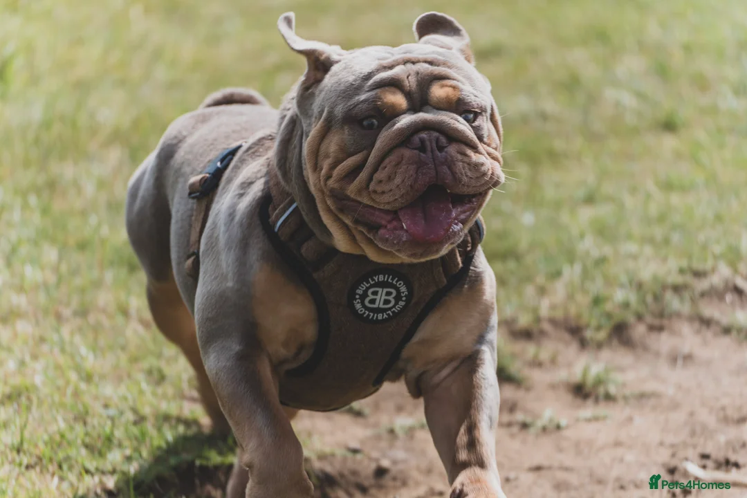 English Bulldog dogs for stud: ⭐️Proven English Bulldog available for stud⭐️ in Solihull - Advert 8