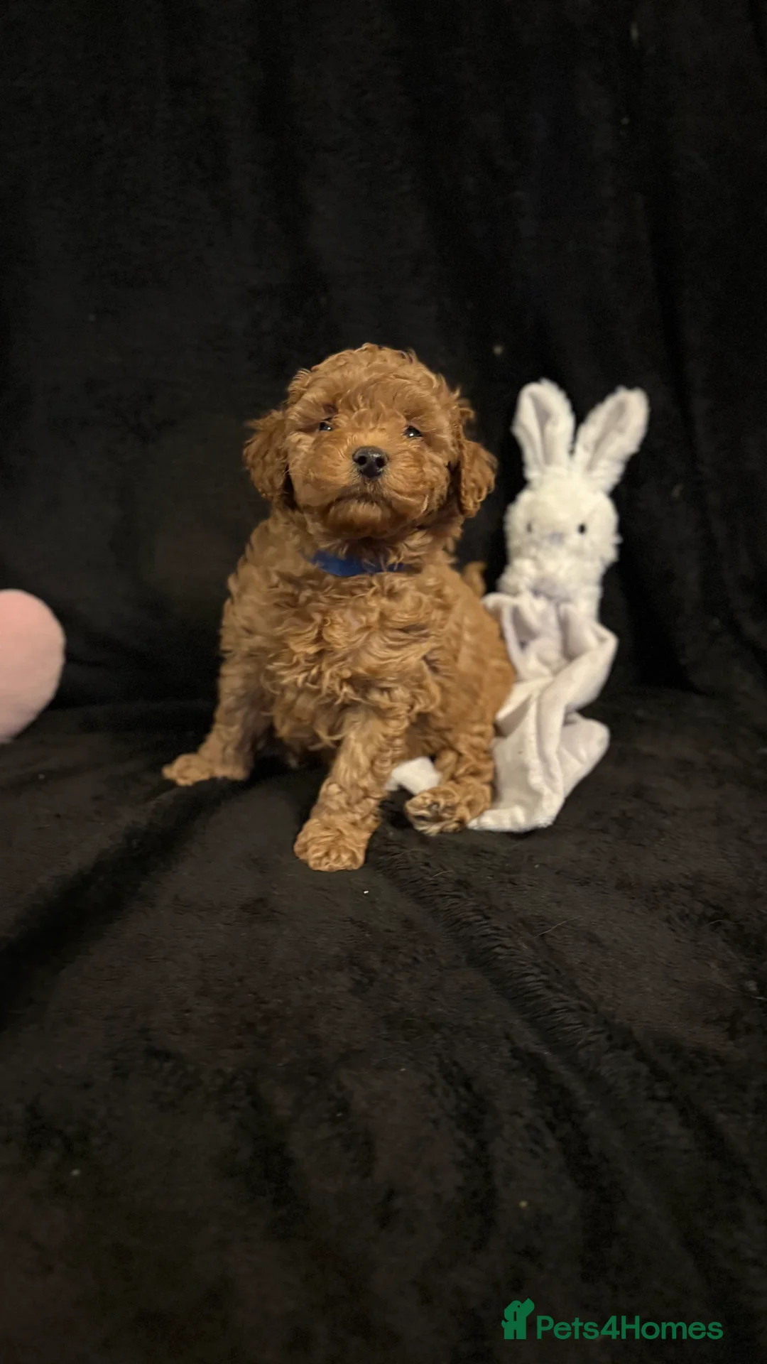 Cavapoochon dogs for sale: Gorgeous Therapy puppies  - Advert 18