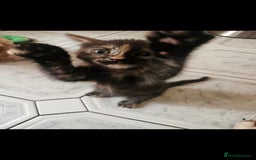Mixed Breed cats for sale: Beautiful kittens  - Image 35