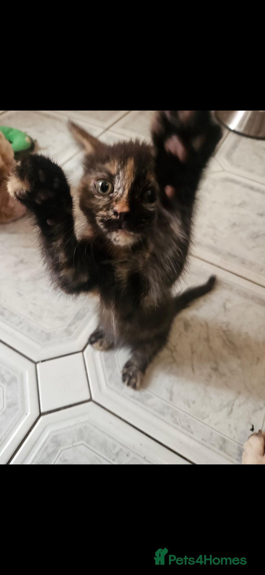 Mixed Breed cats for sale: Beautiful kittens  - Image 35