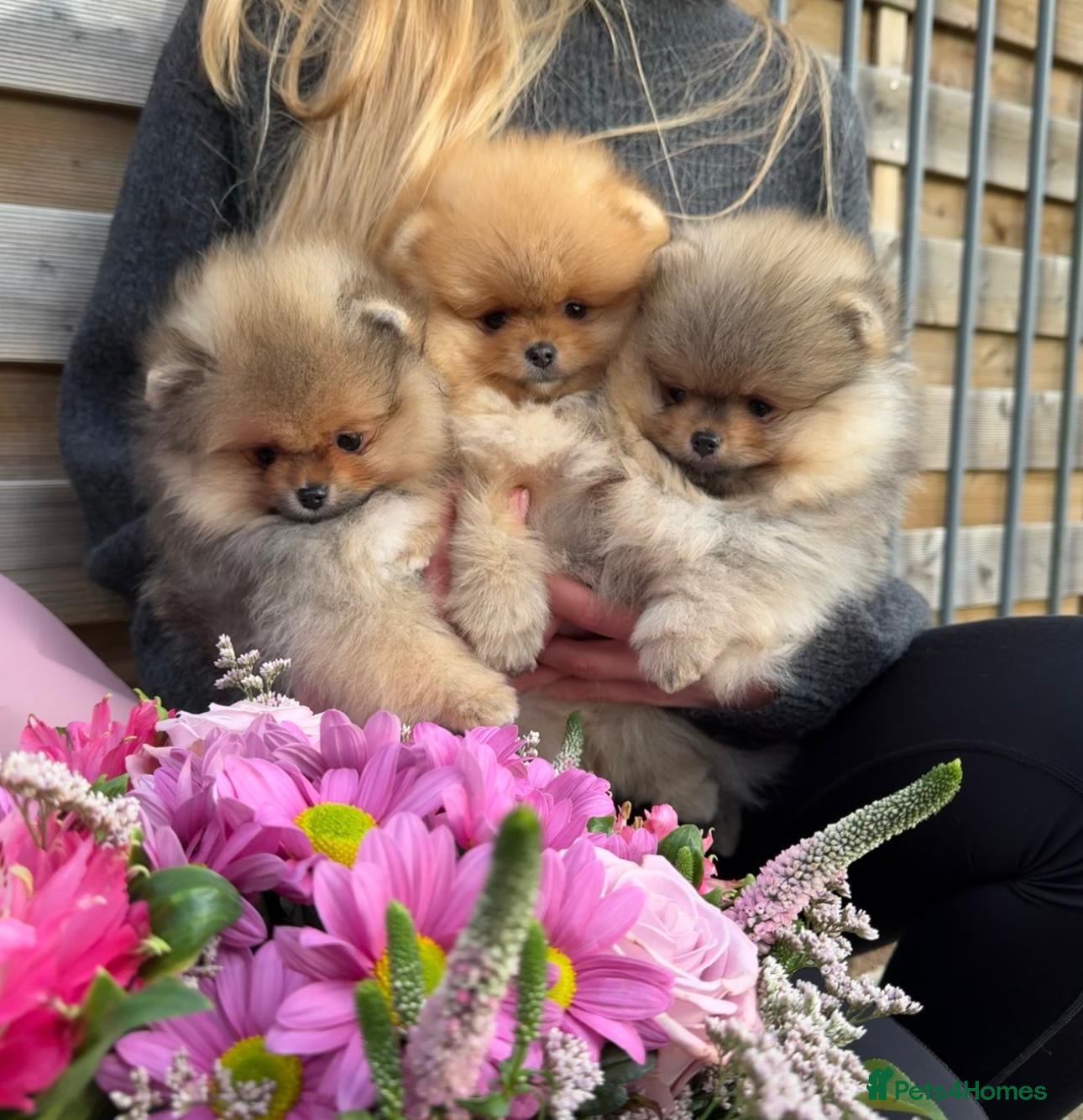 Pomeranian dogs ♥️ Adorable Pomeranian Puppies ♥️ - Advert 10