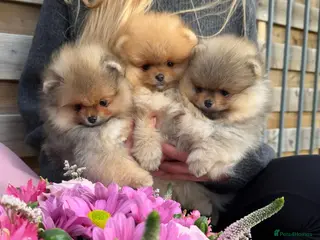 Pomeranian dogs ♥️ Adorable Pomeranian Puppies ♥️ - Advert 9