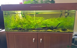 Other/Mixed Breed fish for sale: Magnified glass fish tank  - Image 1