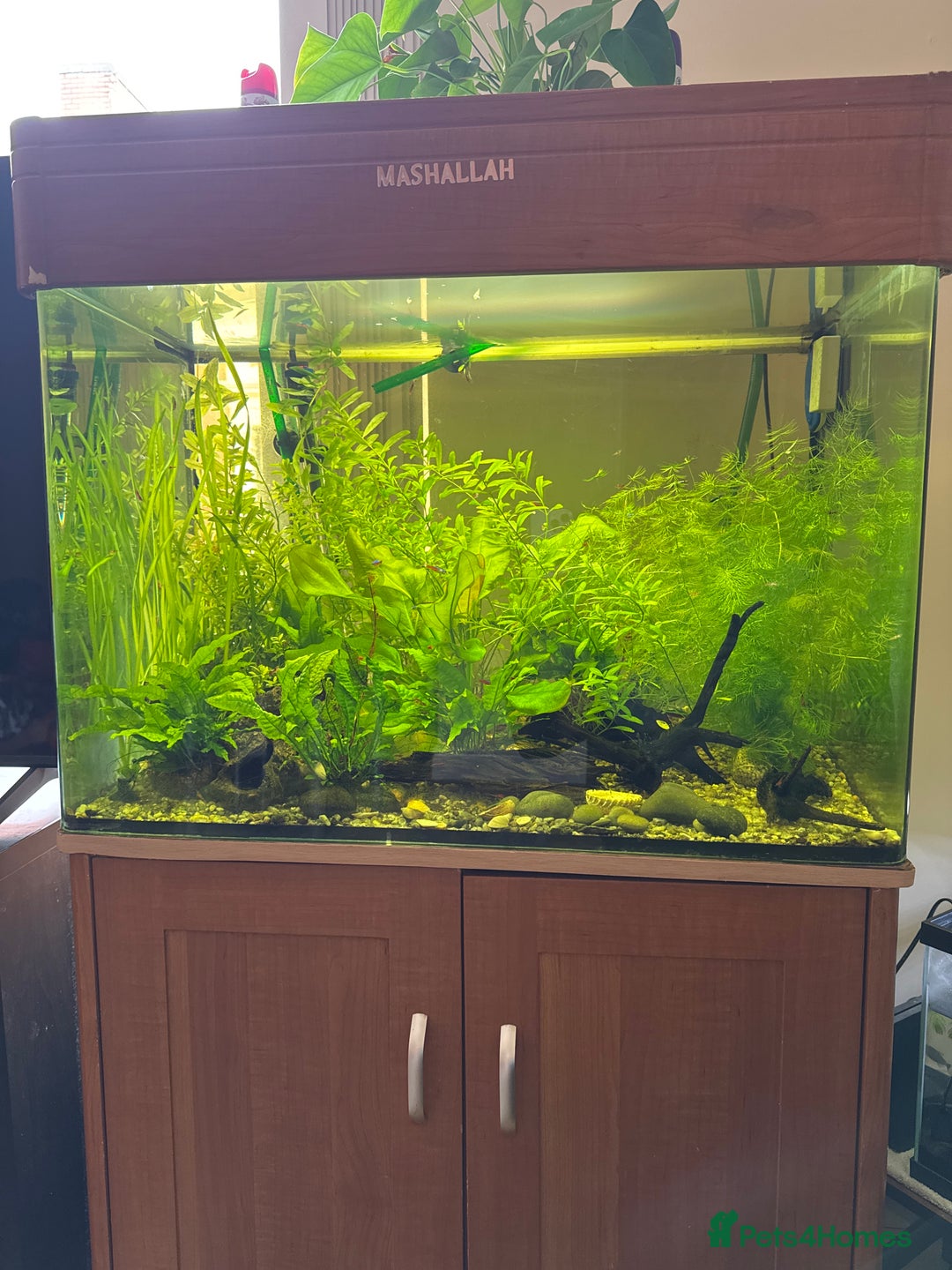 Other/Mixed Breed fish for sale: Magnified glass fish tank  - Image 1