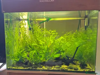 Other/Mixed Breed fish Magnified glass fish tank - Advert 1