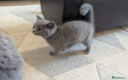 British Shorthair cats for sale: British Shorthair  - Image 4