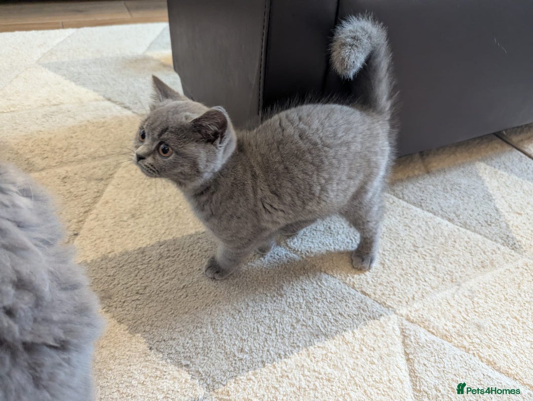 British Shorthair cats for sale: British Shorthair  - Image 4