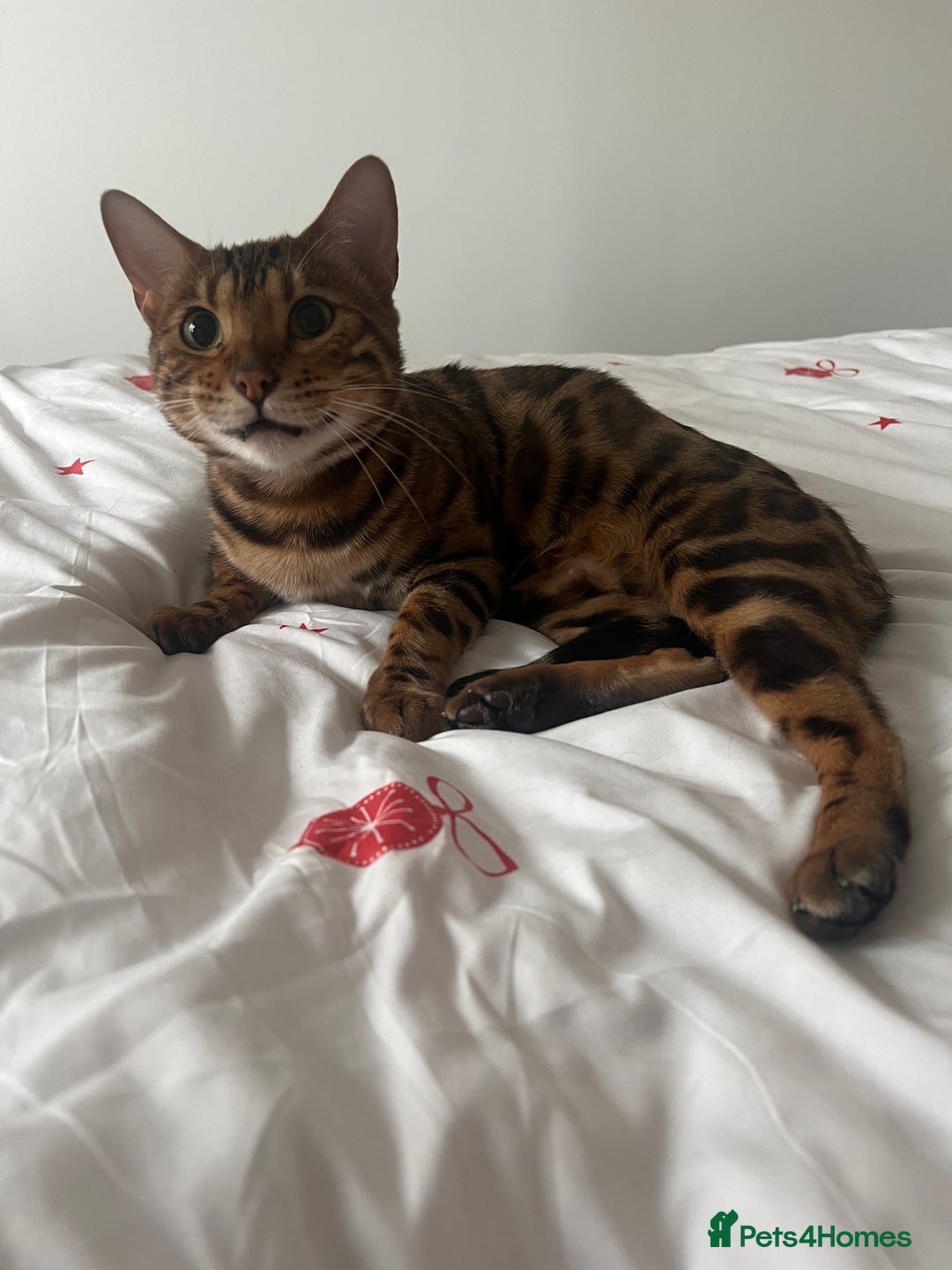 Bengal cats for sale: Indoor Female Bengal (Queen) –Spayed/Vaccinated - Advert 5