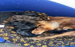 Cocker Spaniel dogs for sale: 7 beautiful cocker spaniel puppies black/brown - Advert 2