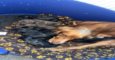 Cocker Spaniel dogs 7 beautiful cocker spaniel puppies black/brown - Advert 4