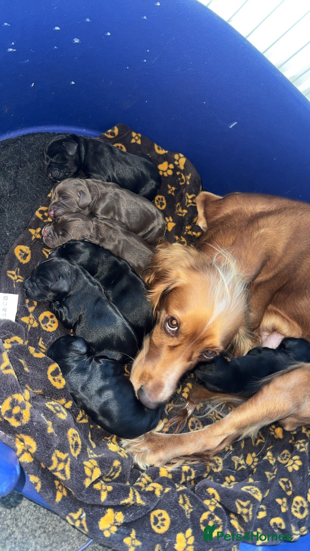 Cocker Spaniel dogs for sale: 7 beautiful cocker spaniel puppies black/brown - Advert 2