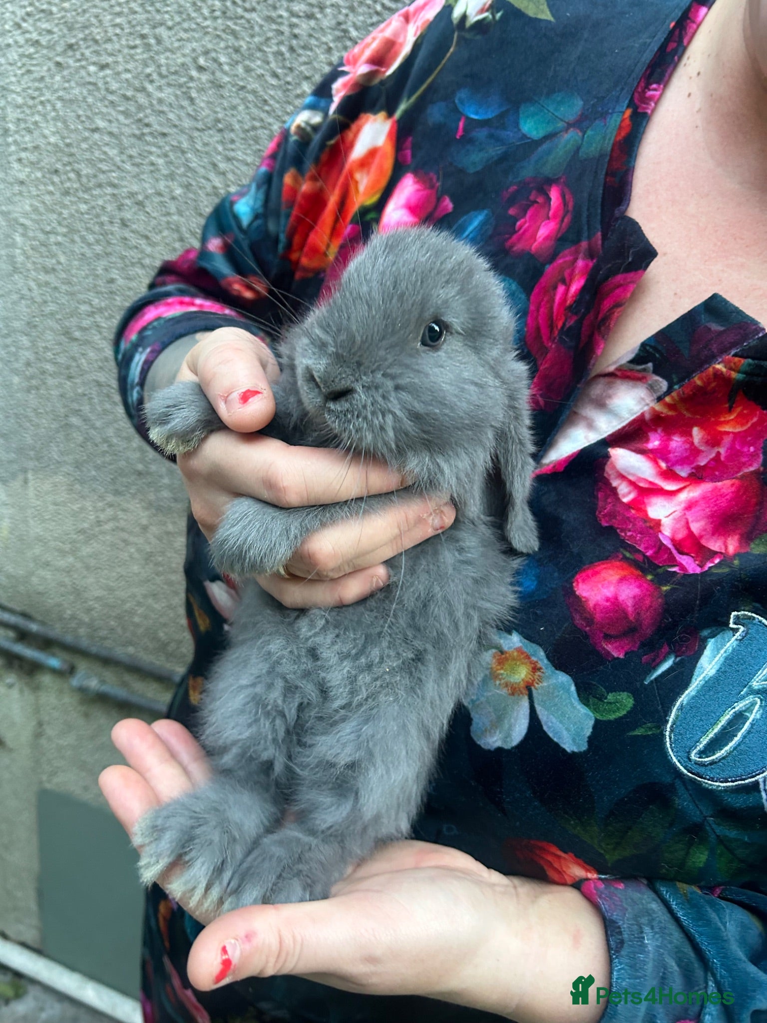 French Lop rabbits Gorgeous Giant French lops babies  - Advert 12