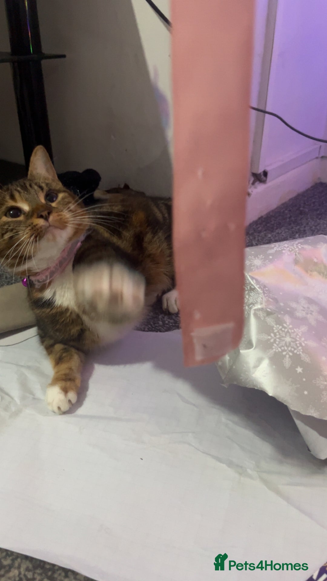 British Shorthair cats for sale: Nalah  - Advert 3