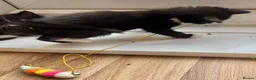 Mixed Breed cats for sale: RAGDOLL CROSS MALE KITTEN  in Willenhall - Advert 12