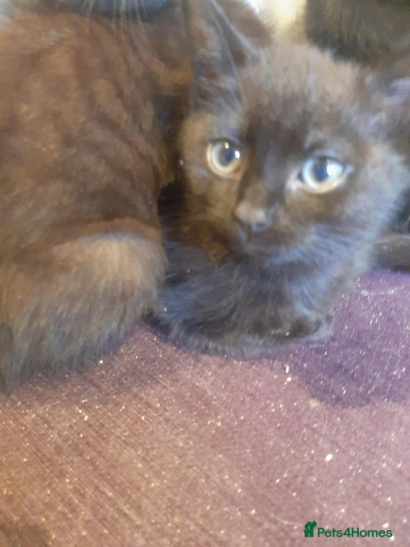 British Shorthair cats 5 Black Kittens Ready for their forever homes - Advert 1