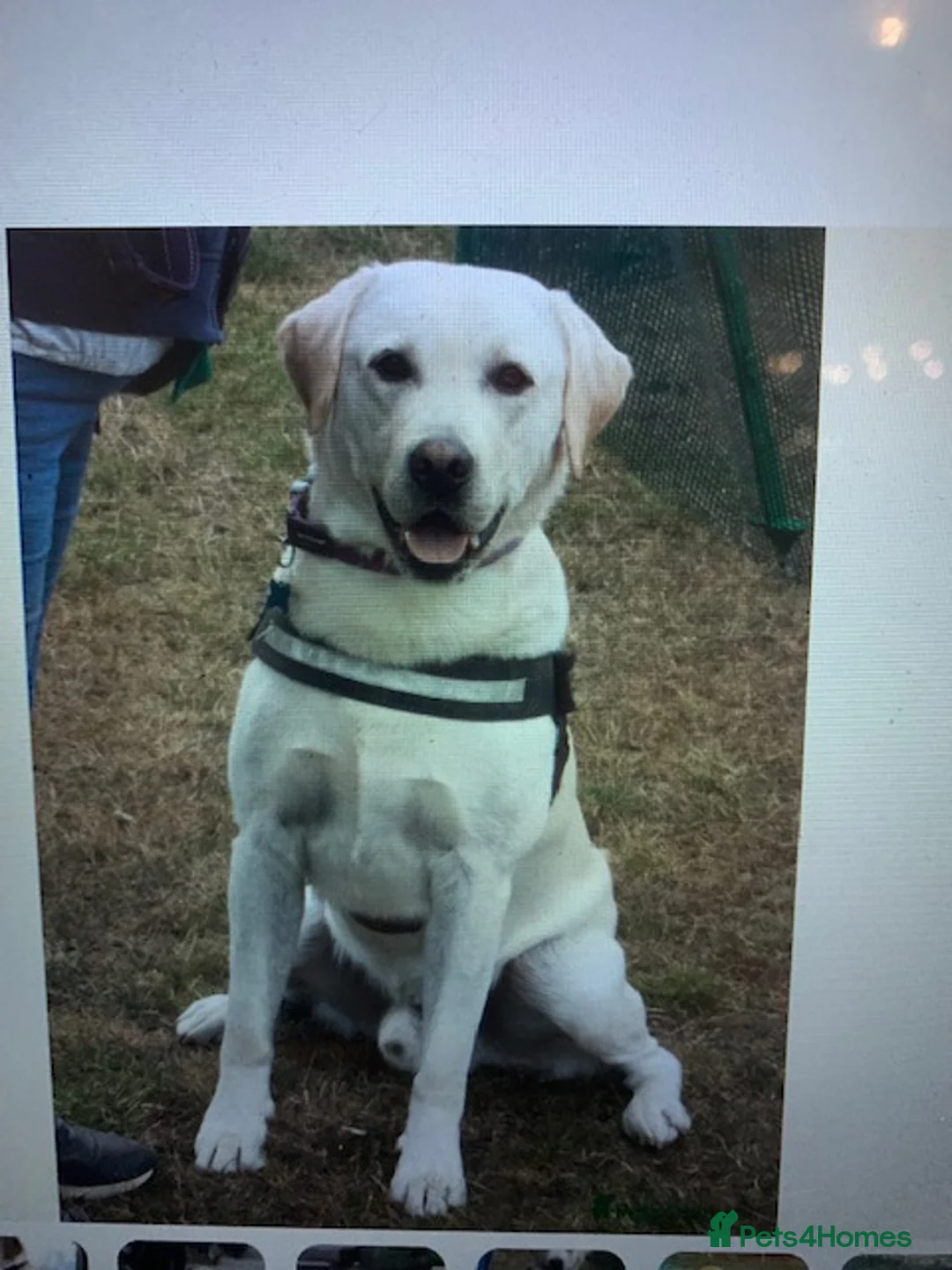 Labrador Retriever dogs for sale: kc registered labradors - Advert 2