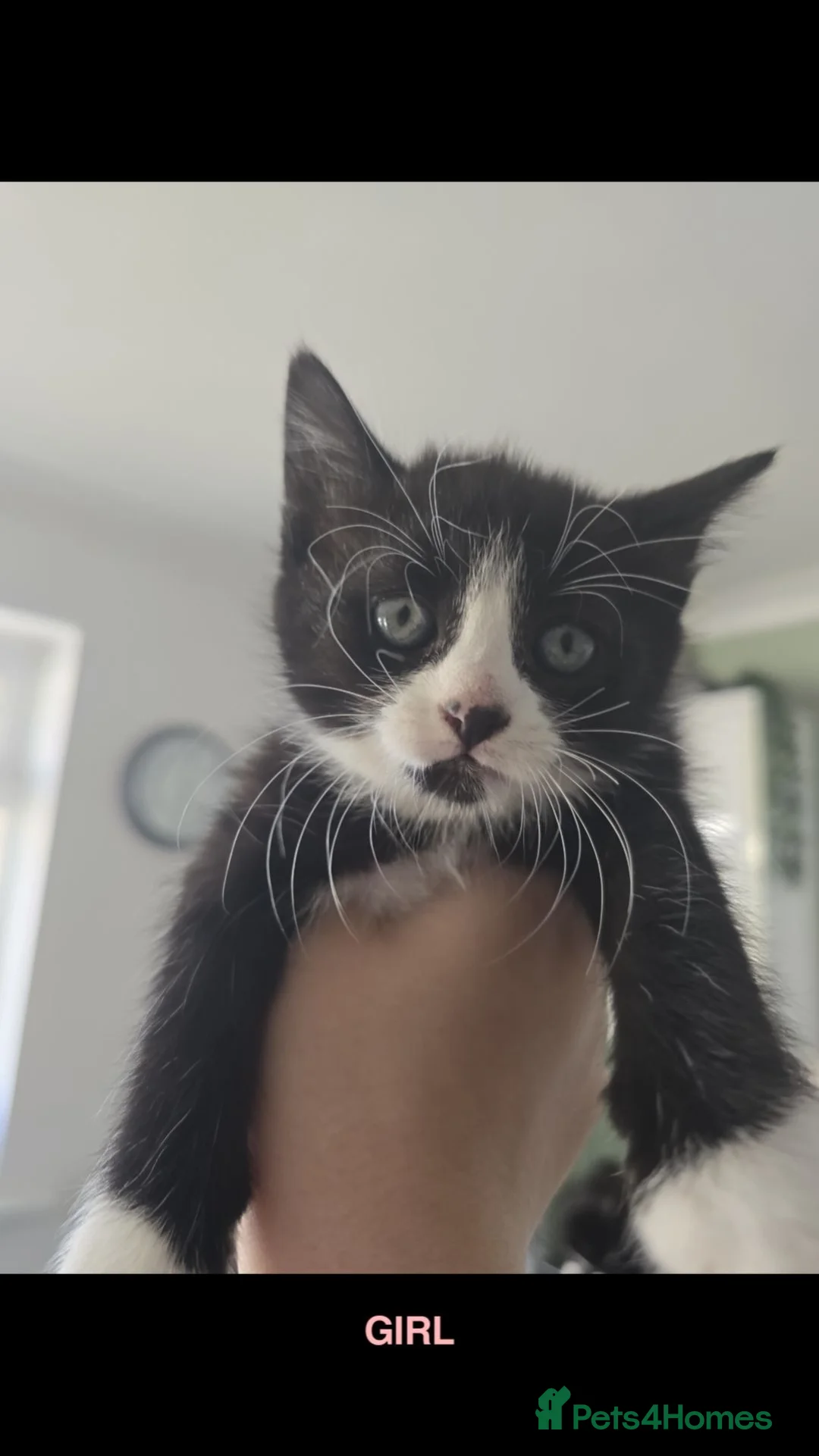 Mixed Breed cats for sale: 6 beautiful kittens looking for forever home in Peacehaven - Advert 11
