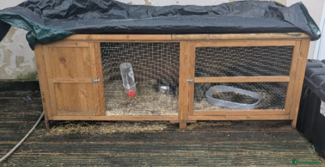 Rex rabbits for sale: 3 Rabbits - 2 x Velvet Rex, 1 x New Zealand White - Advert 11