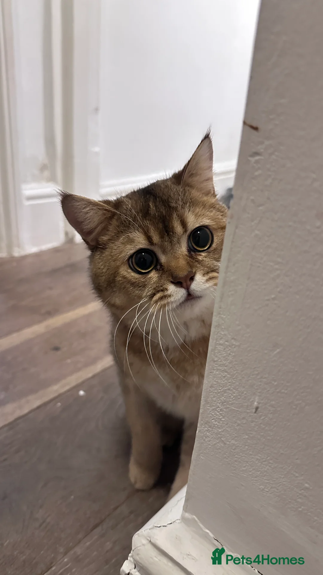 Scottish Fold cats for sale: Scottish fold Male  - Advert 2