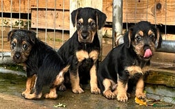 Mixed Breed dogs for sale: Lakeland x Russell puppies - Image 5