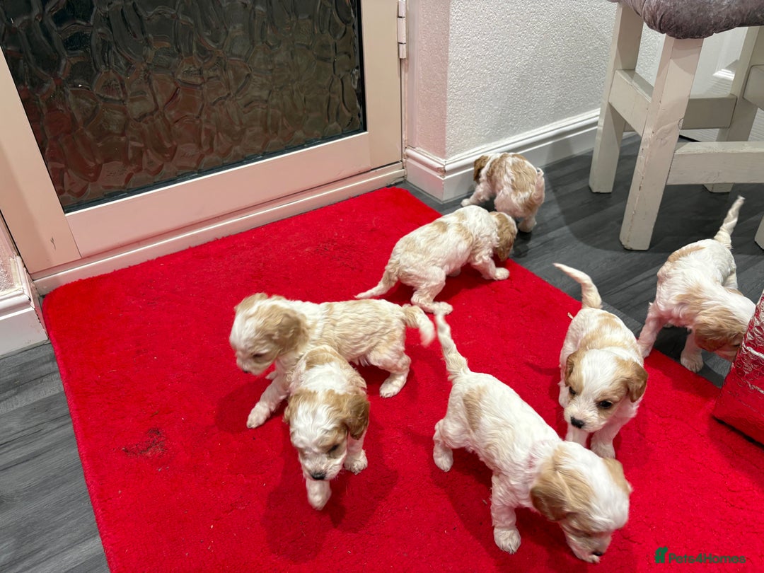 Cavapoo dogs for sale: Cavapoo  - Advert 1