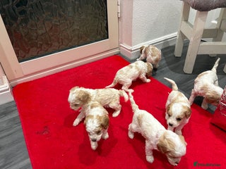 Cavapoo dogs Cavapoo - Advert 1