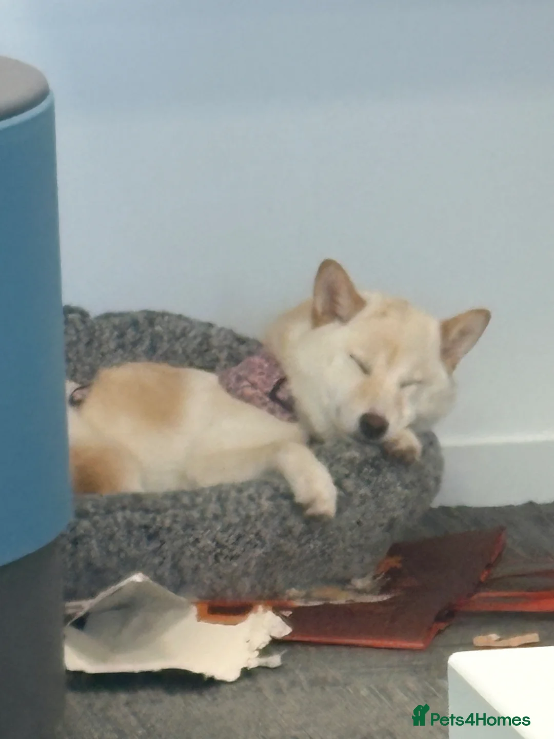 Japanese Shiba Inu dogs for sale: Champion Bloodline Shiba Inu Girl in Edinburgh - Advert 2