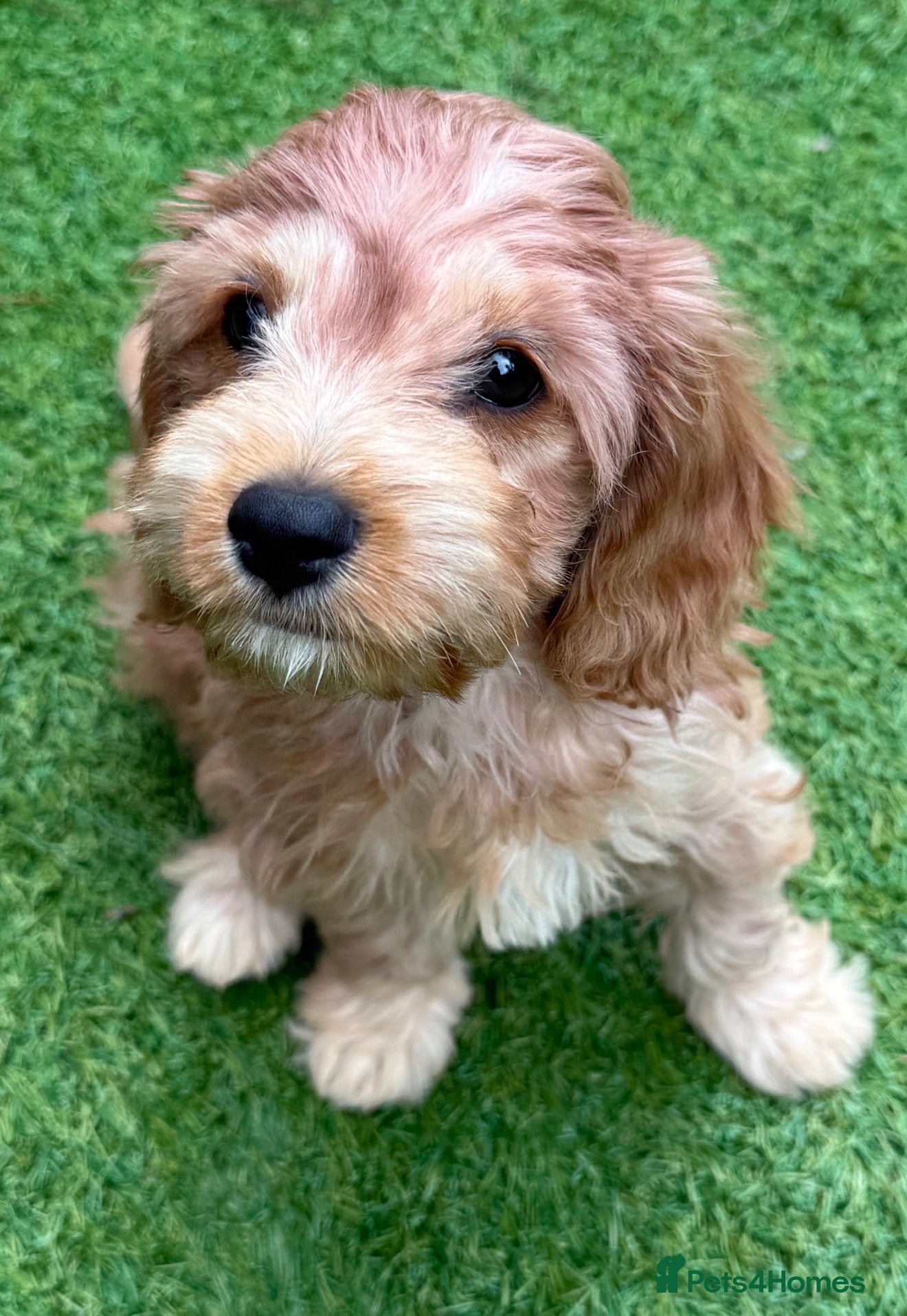 Toy Poodle dogs Toilet trained Toy poodle cross F1Cavapoo puppies - Advert 2