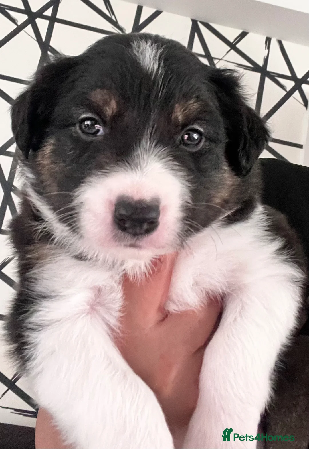 Border Collie dogs for sale: KC Reg Border Collie Puppies Black & White - Advert 2