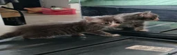 Mixed Breed cats for sale: 5 Beautiful kittens £100 each - Advert 3