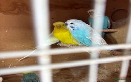 Budgerigars birds for sale: Beautiful baby Budgies - Image 2