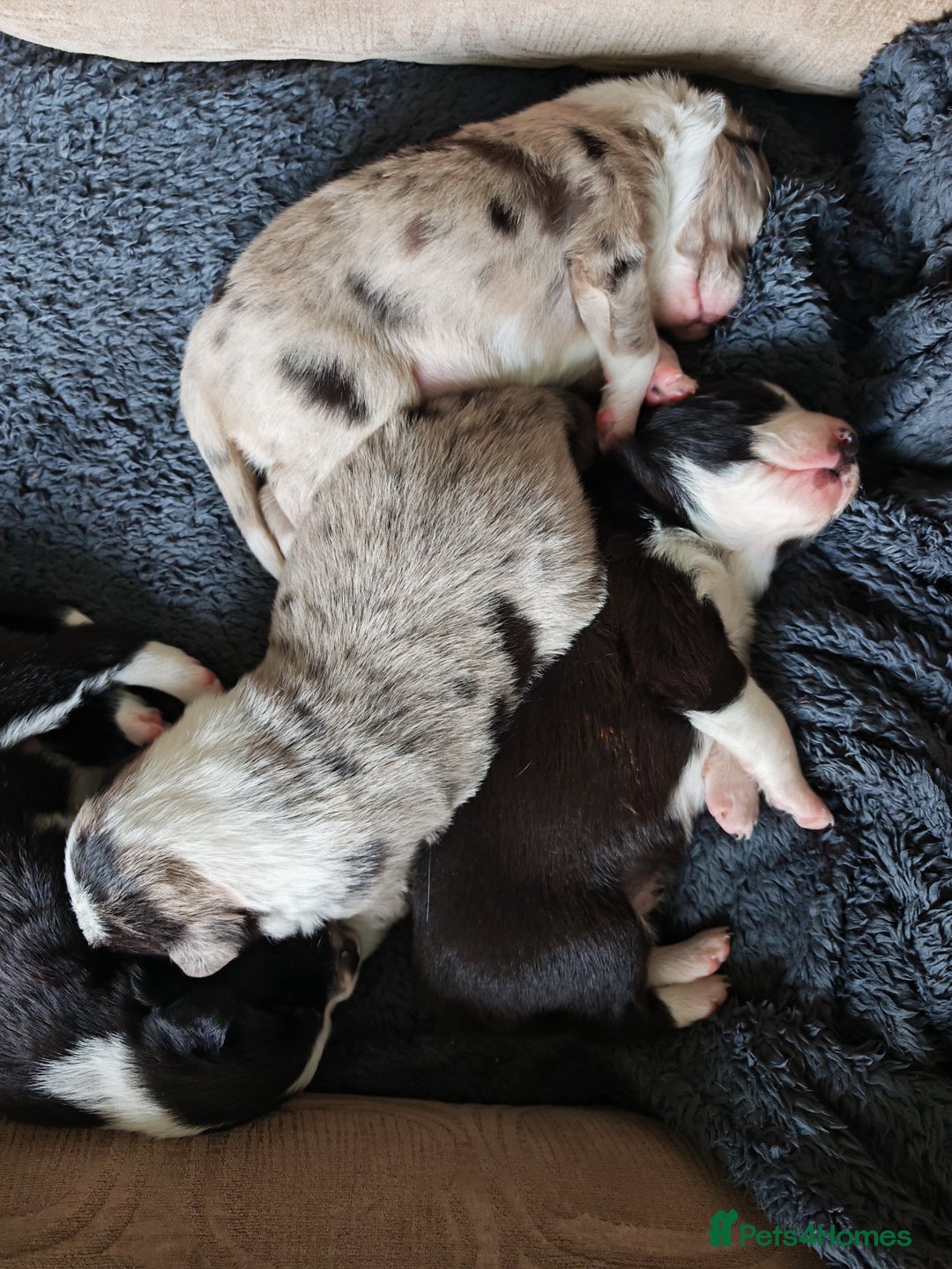 Border Collie dogs for sale: KC registered border collie puppies  - Advert 19