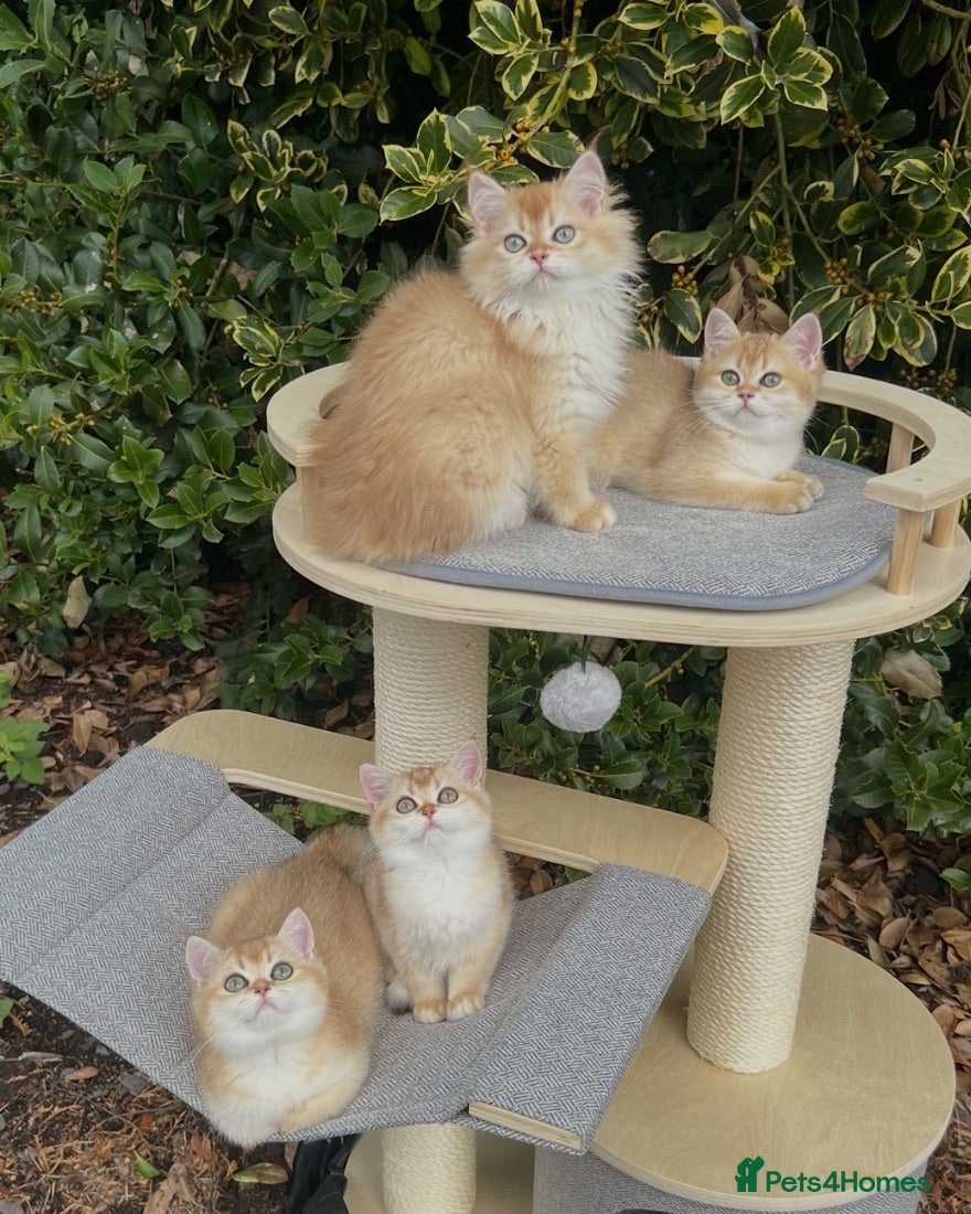 British Shorthair cats Beautiful Golden British Shorthair Kittens   - Advert 1