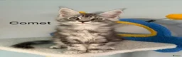 Maine Coon cats for sale: Maine Coon Kittens Champion Lines 3 GIRLS LEFT - Advert 4
