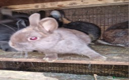 Netherland Dwarf rabbits for sale: Cute little netherland dwarf boys  - Image 13