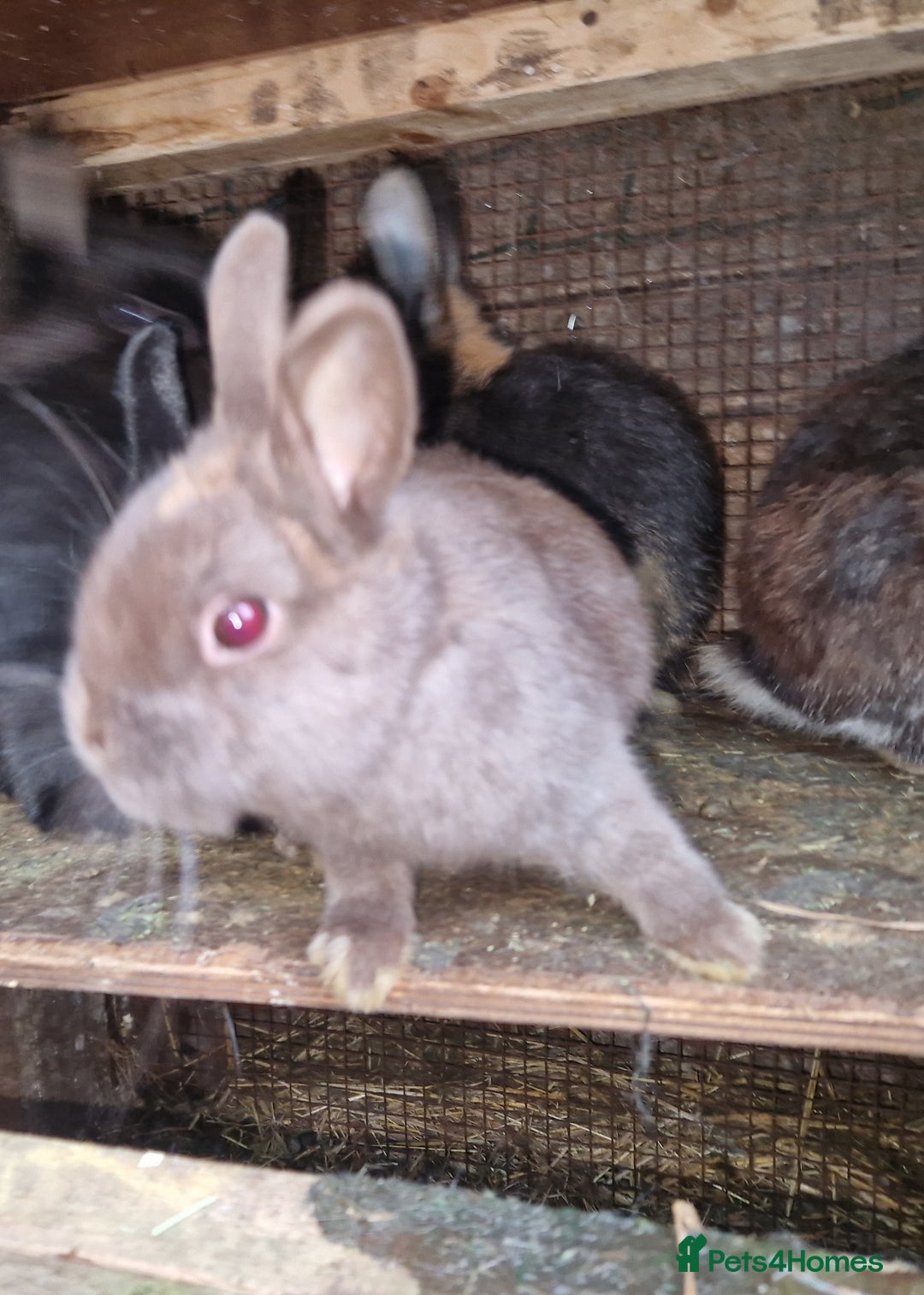 Netherland Dwarf rabbits for sale: Cute little netherland dwarf boys  - Image 13