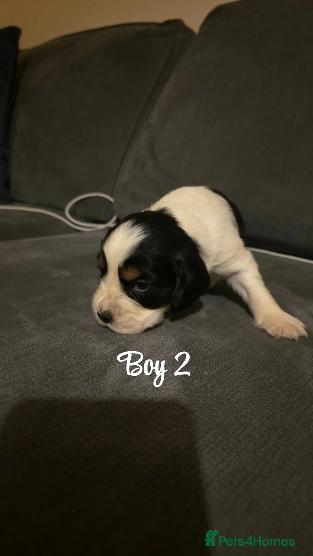 Mixed Breed dogs for sale: Beautiful Cocker x Collie pups - Advert 12