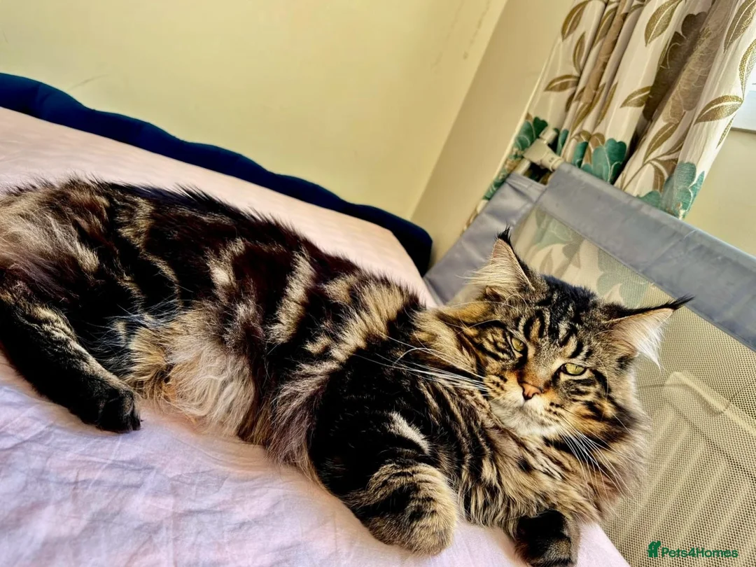 Maine Coon cats for stud: XL Mainecoon For Stud - Advert 2