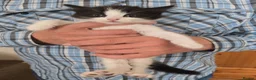 Mixed Breed cats for sale: Beautiful Bengal and Himalayan Kittens for Sale - Advert 17